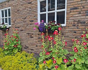 Kleurrijke bloemen voor Huisje in Arnemuiden, vakantiehuis in Walcheren, Zeeland.