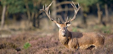 Veluwe